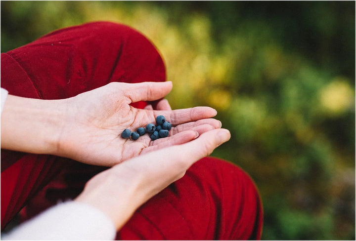 Et par hender hviler i fanget med blåbær i hånden. En person i røde bukser sitter ute i skogen.