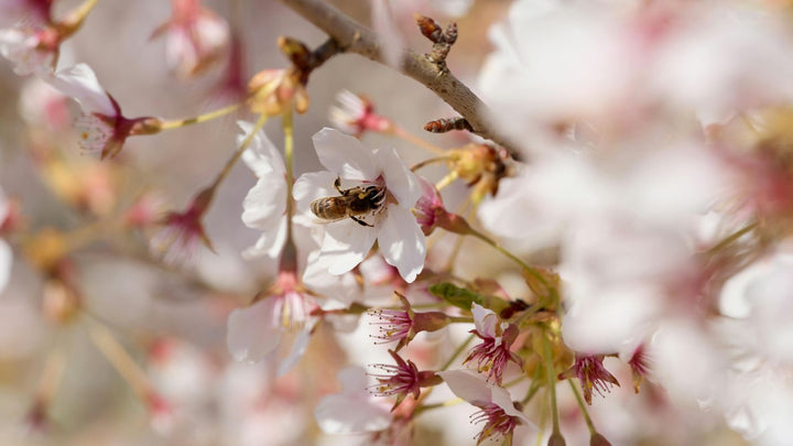 Pollenallergi i Norge: Hva skjer egentlig i kroppen – og hva sier forskningen om OptiMSM og krillolje? Aarja Health Norge