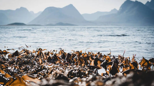 Kelp-med-jod-Naturlig-støtte-for-stoffskiftet-og-hormonbalansen-i-overgangsalderen Aarja Health Norge