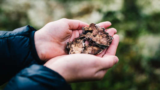 Vi Delar Med Oss av Samisk Visdom - 4 Nordiska Superfoods